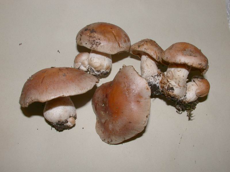 Hebeloma sp. - Ieri in lecceta....